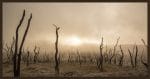 Fire-devastated trees.