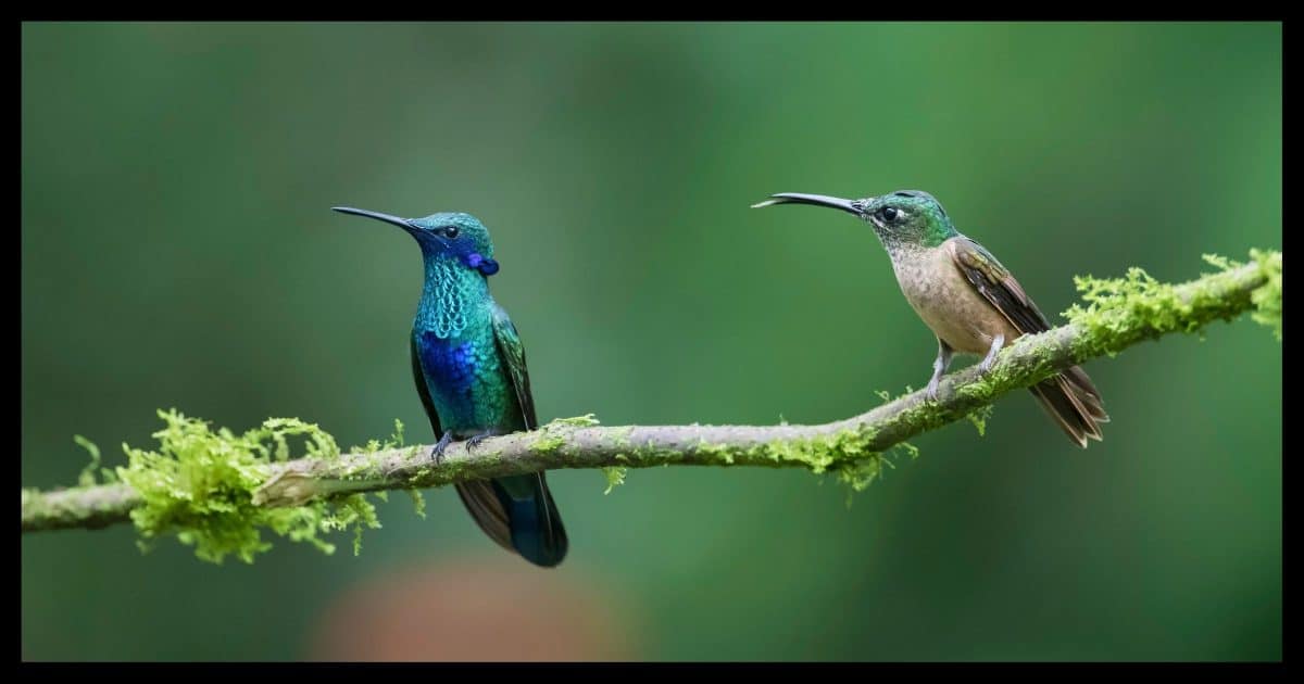 Hummingbirds