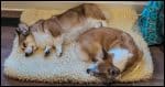 Sleeping Corgis